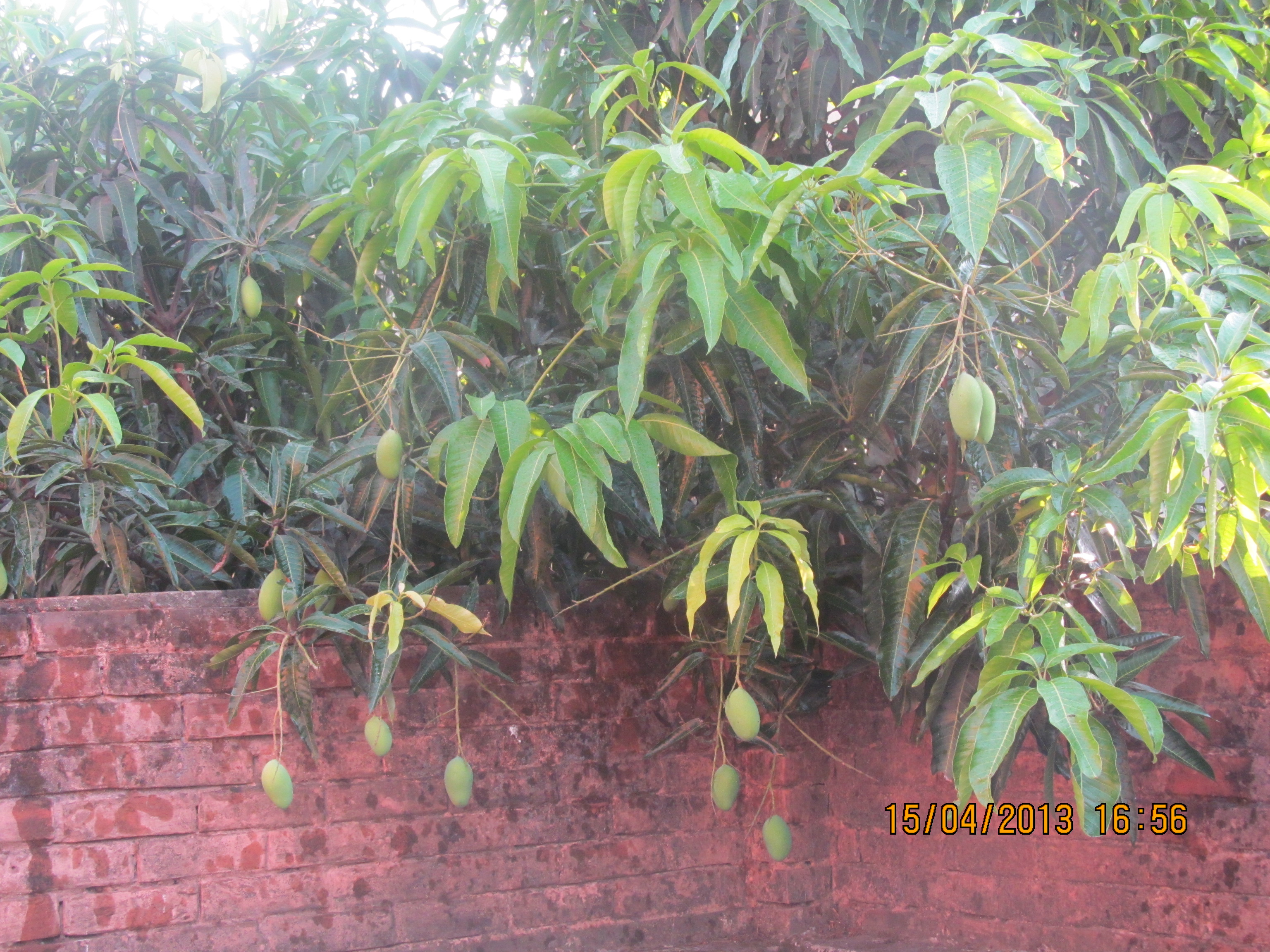 A promise to a mango tree